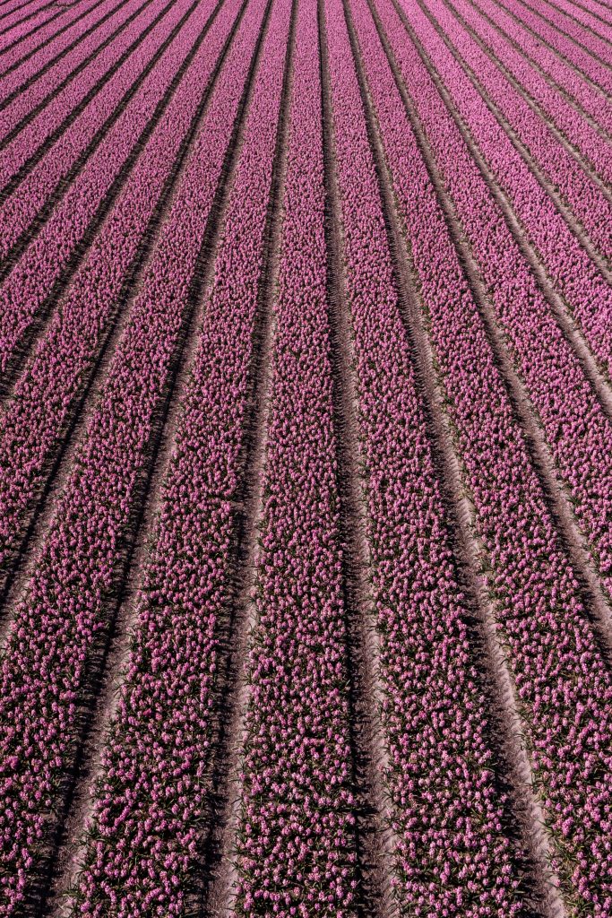 champs de tulipes aux Pays-Bas