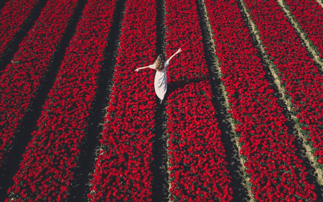 Champs de tulipes en Hollande : quand y aller, circuit & conseils