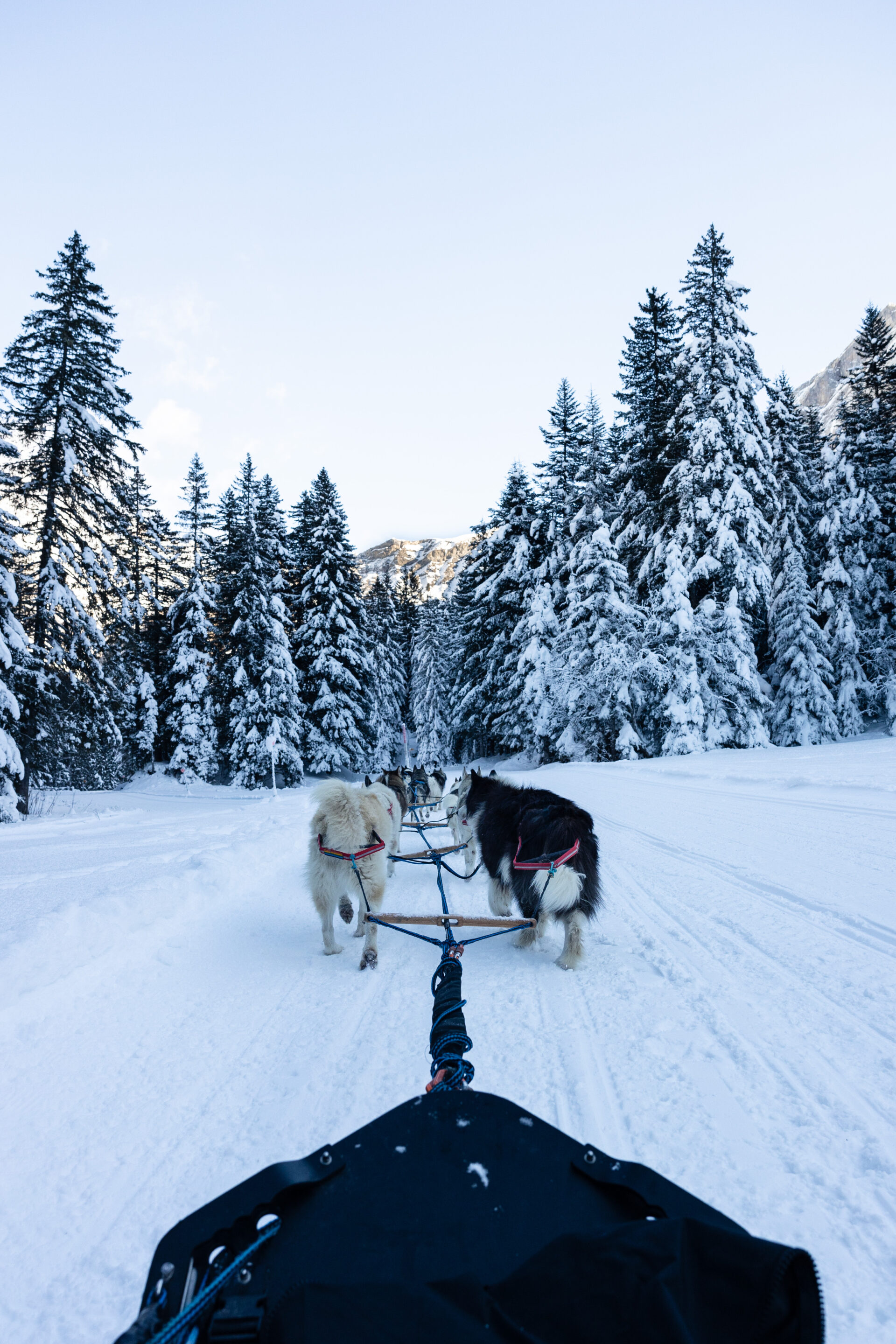 chien de traîneau à Levi