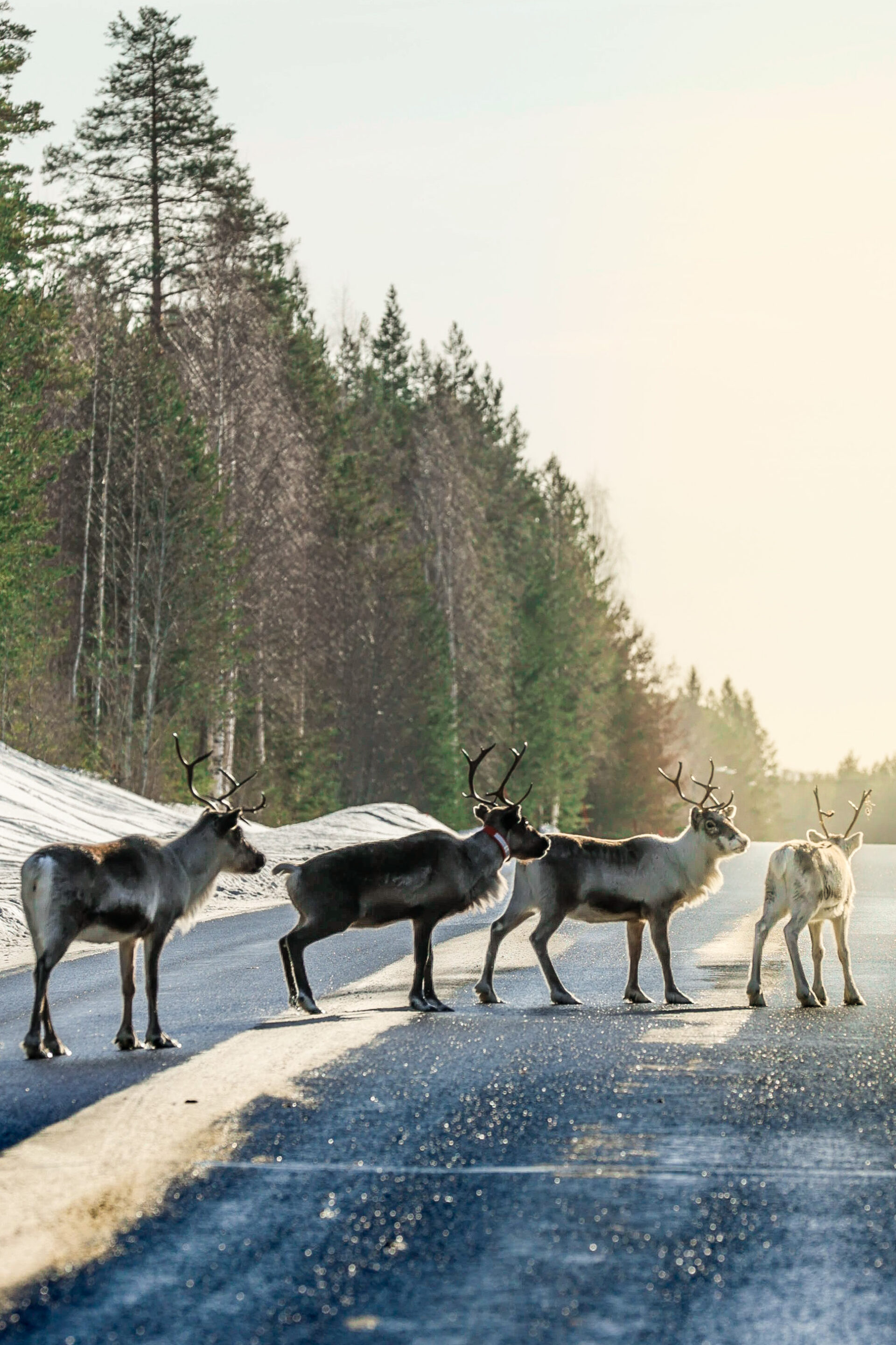 Abisko