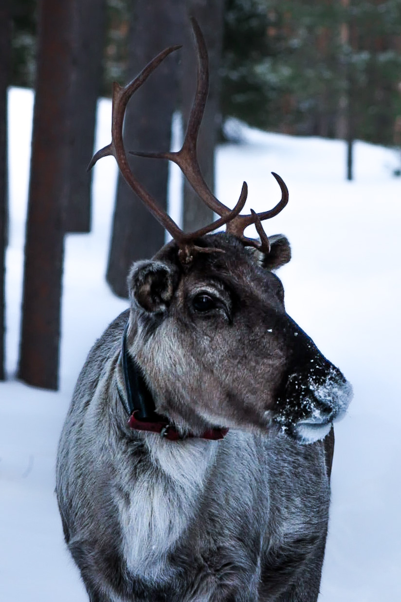 Parc National d'Oulanka