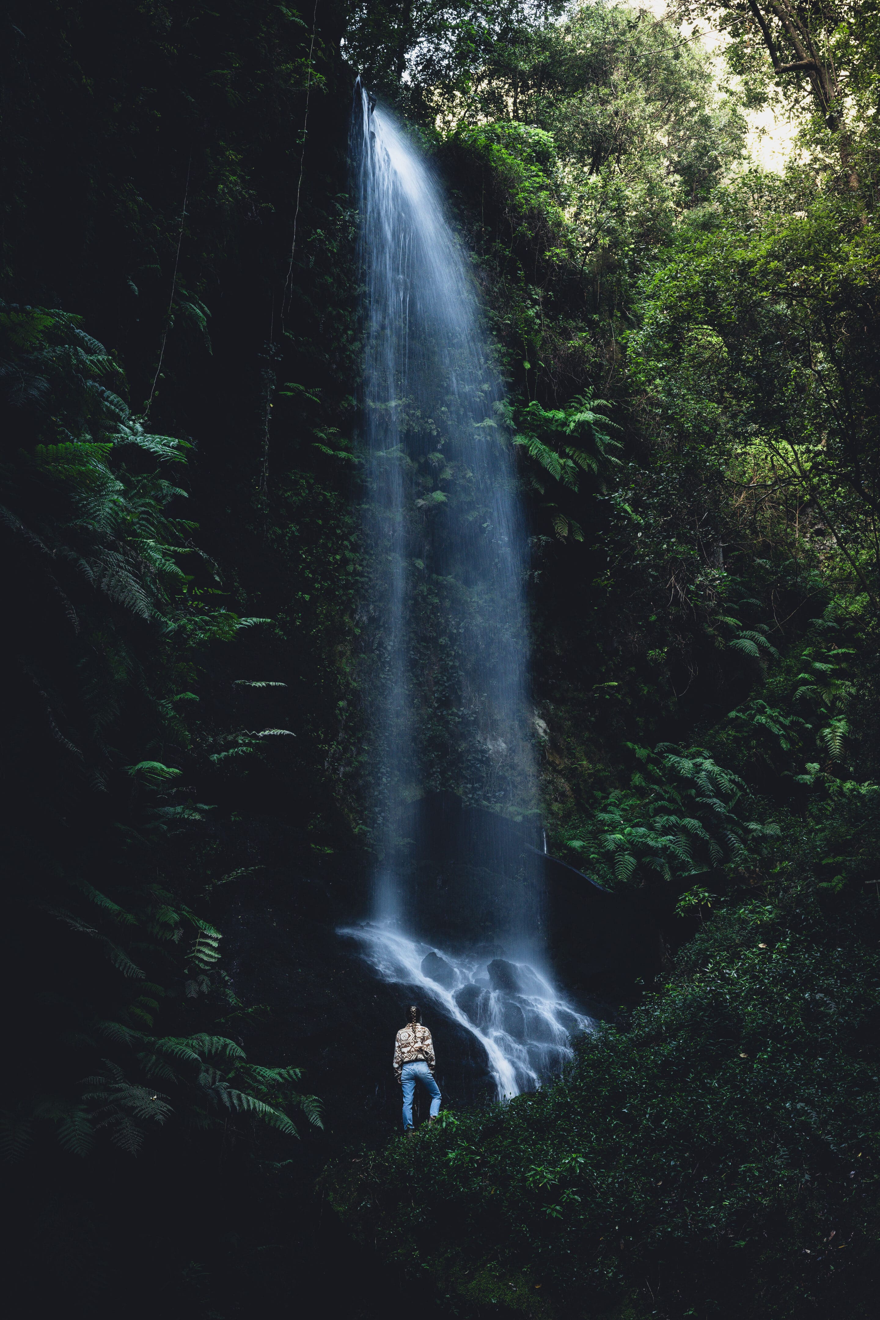 Bosque de los Tilos à La Palma