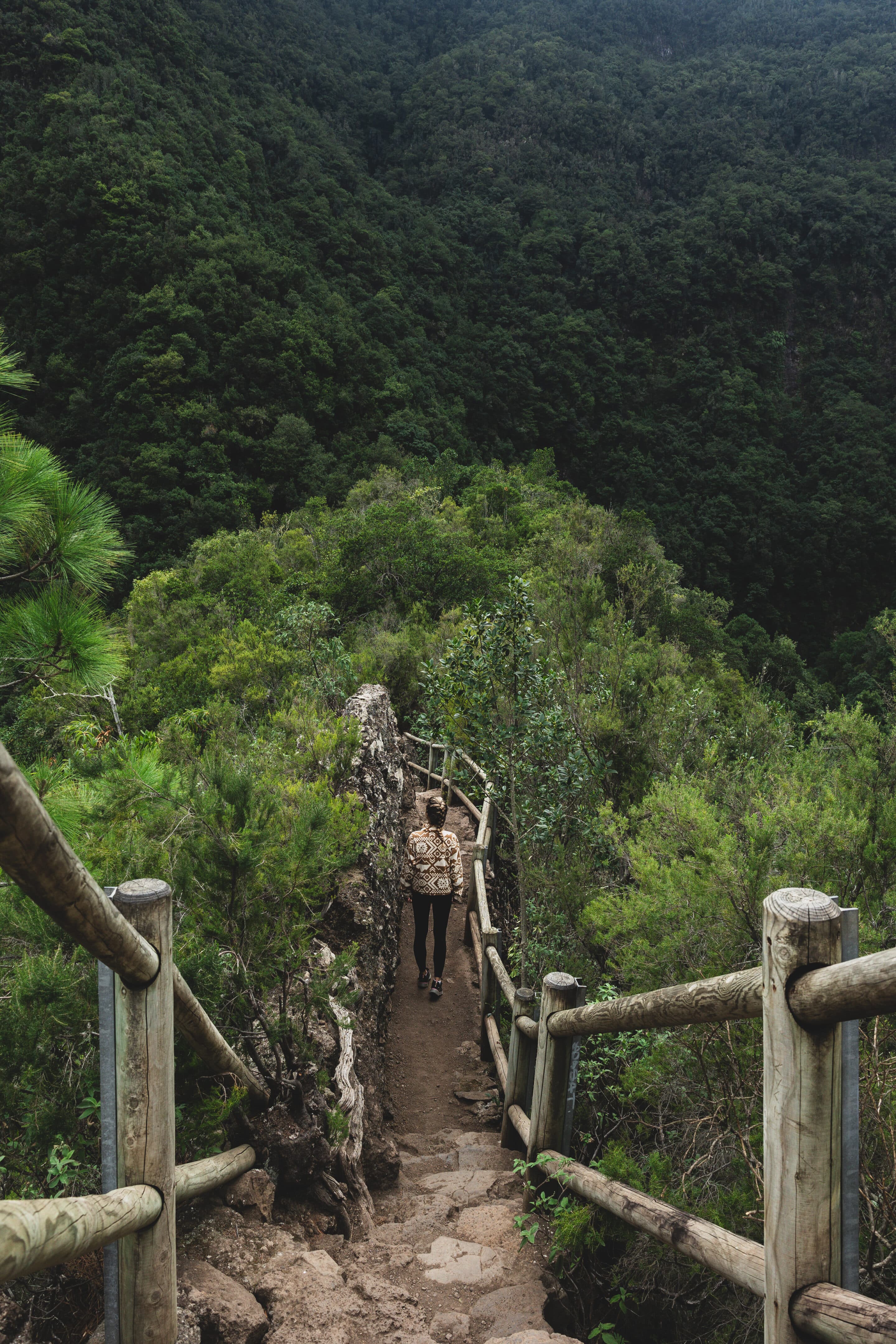 Bosque de los Tilos à La Palma