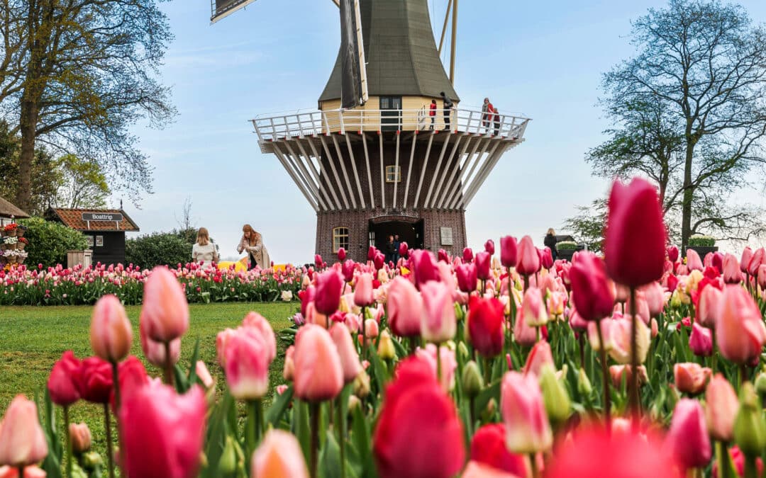 Parc de Keukenhof : guide complet pour préparer votre visite